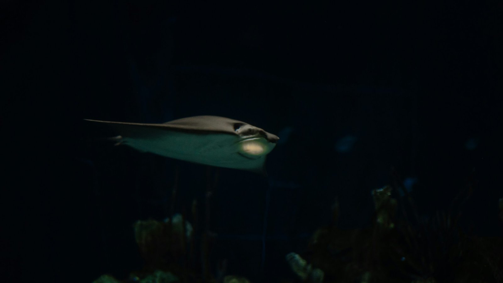 The UFO Footage That Can't Be Explained 1 a large fish swimming in the dark water